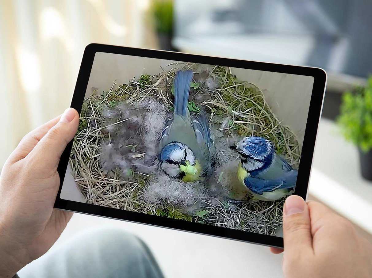 bird box camera hd cmara a color para colocar en cajas nido con conexin wifi