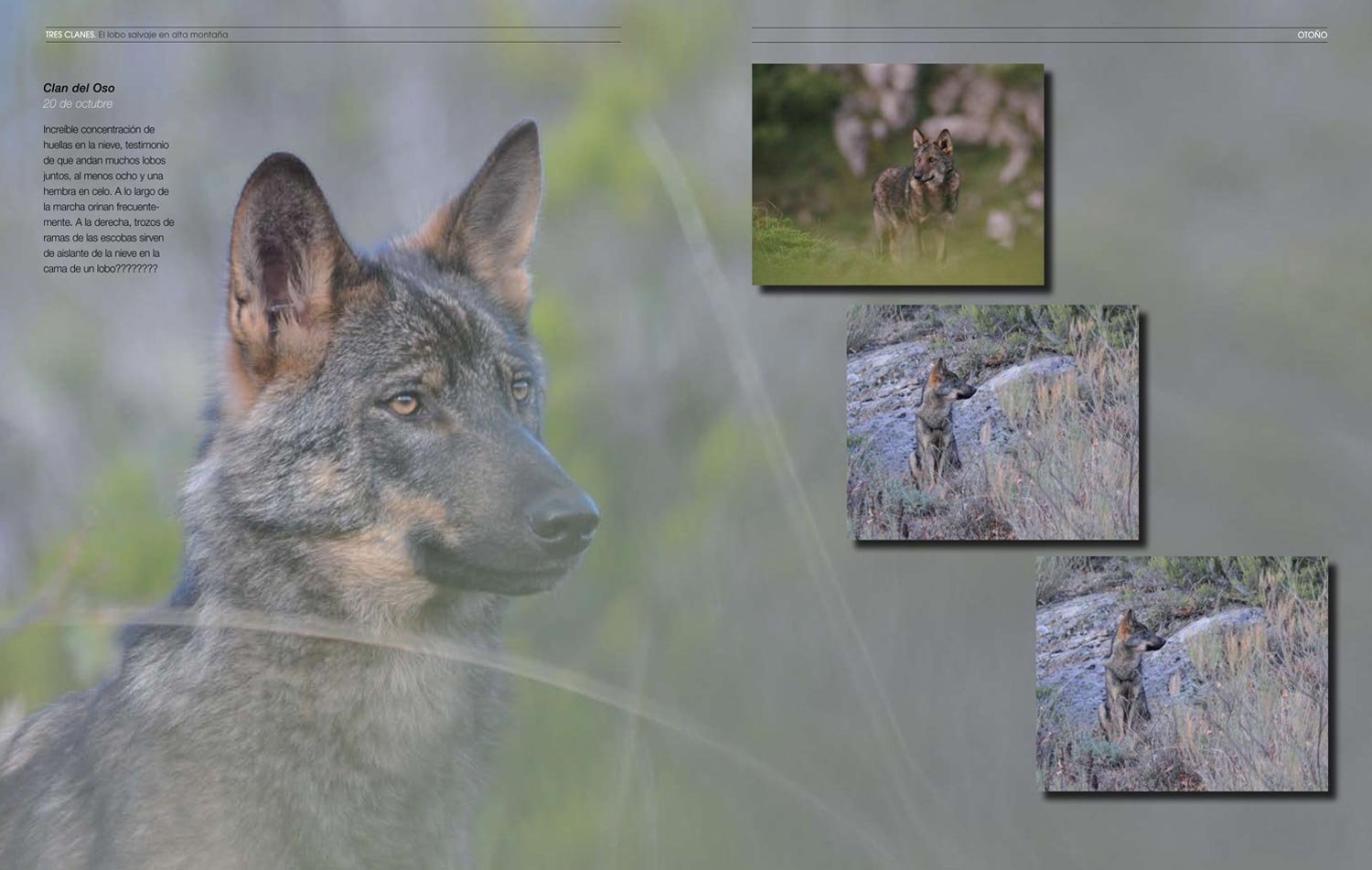 tres clanes. el lobo ibrico en alta montaa