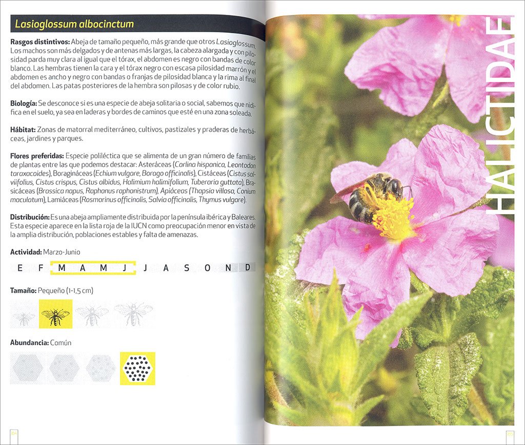 gua de campo de las abejas de espaa