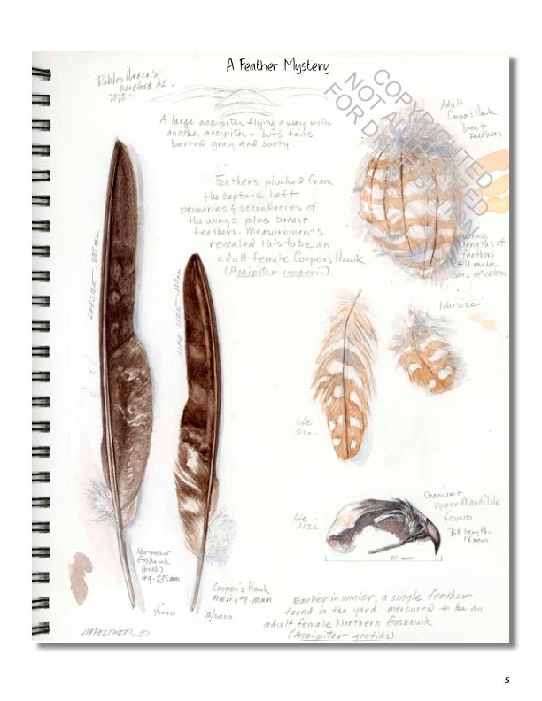 drawing nature: the creative process of an artist, illustrator, and naturalist