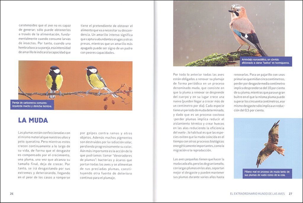 el extraordinario mundo de las aves
