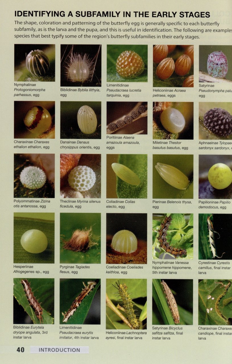 field guide to butterflies of south africa. a field