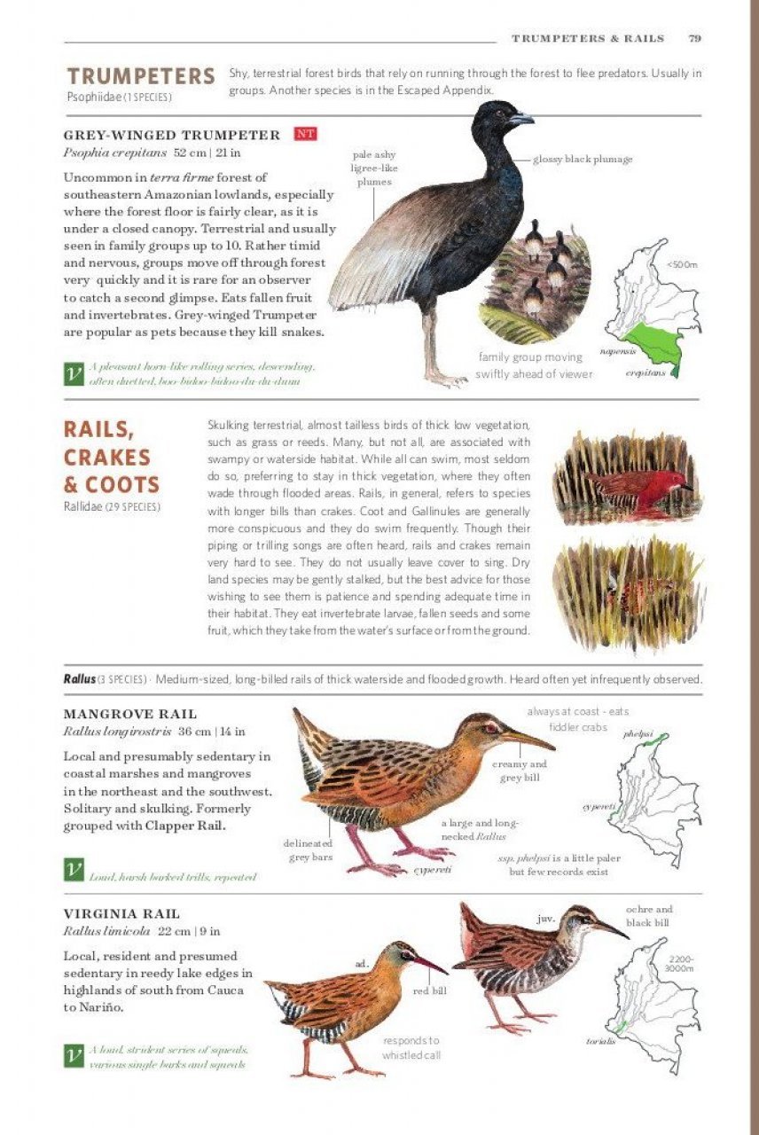 field guide to the birds of colombia