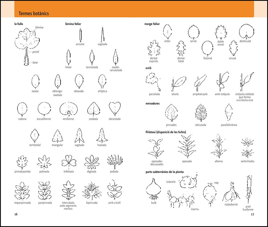 flora del mediterrani