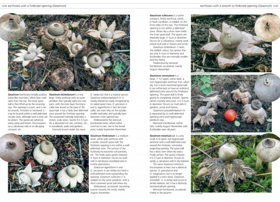 fungi of temperate europe. 2 volume set
