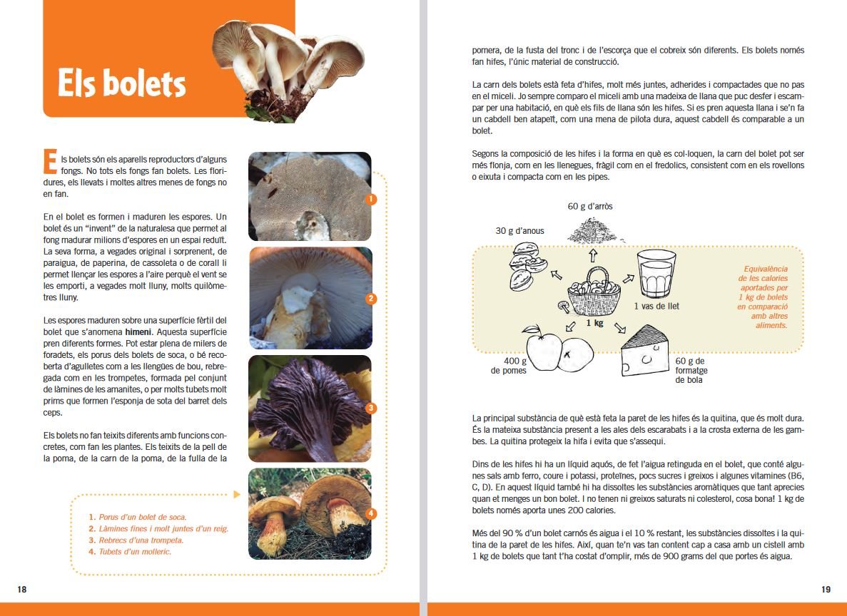 guia de bolets per a nois i noies