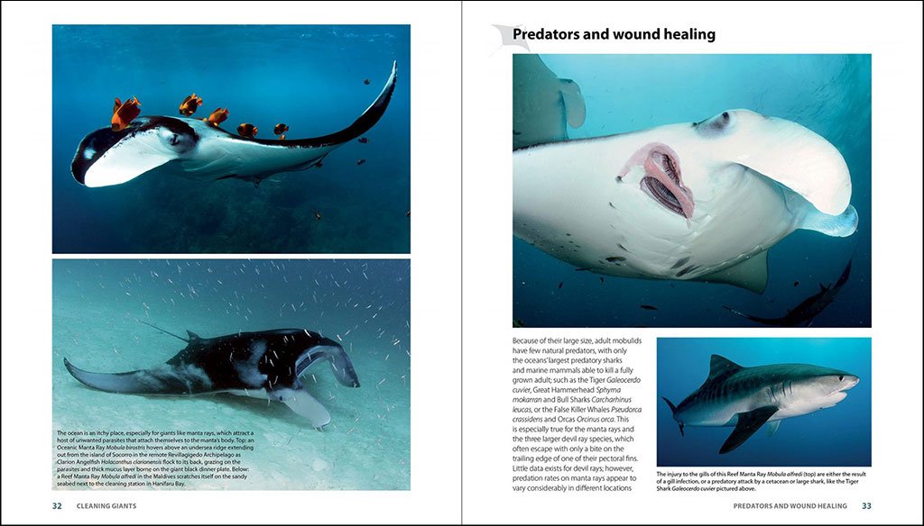 guide to the manta & devil rays of the world