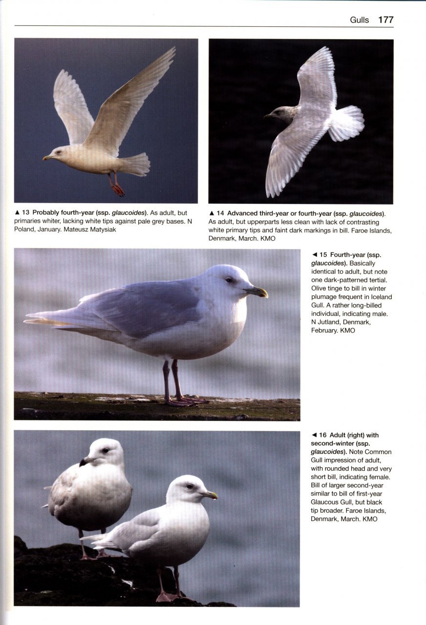 gulls of the world. a photographic guide