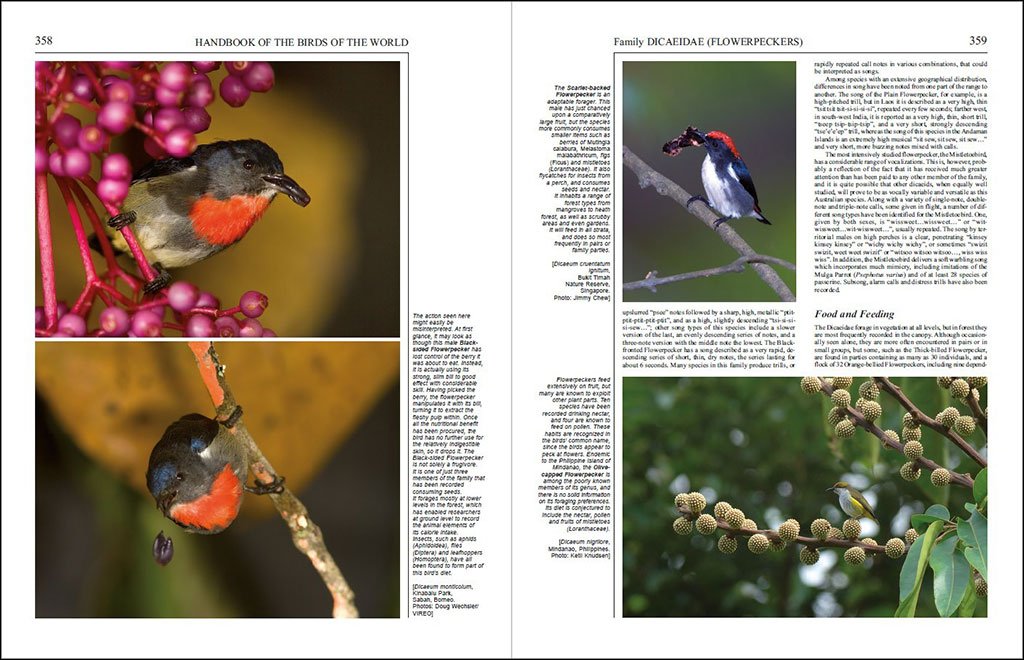 handbook of the birds of the world, vol. 13. penduline-tits to shrikes