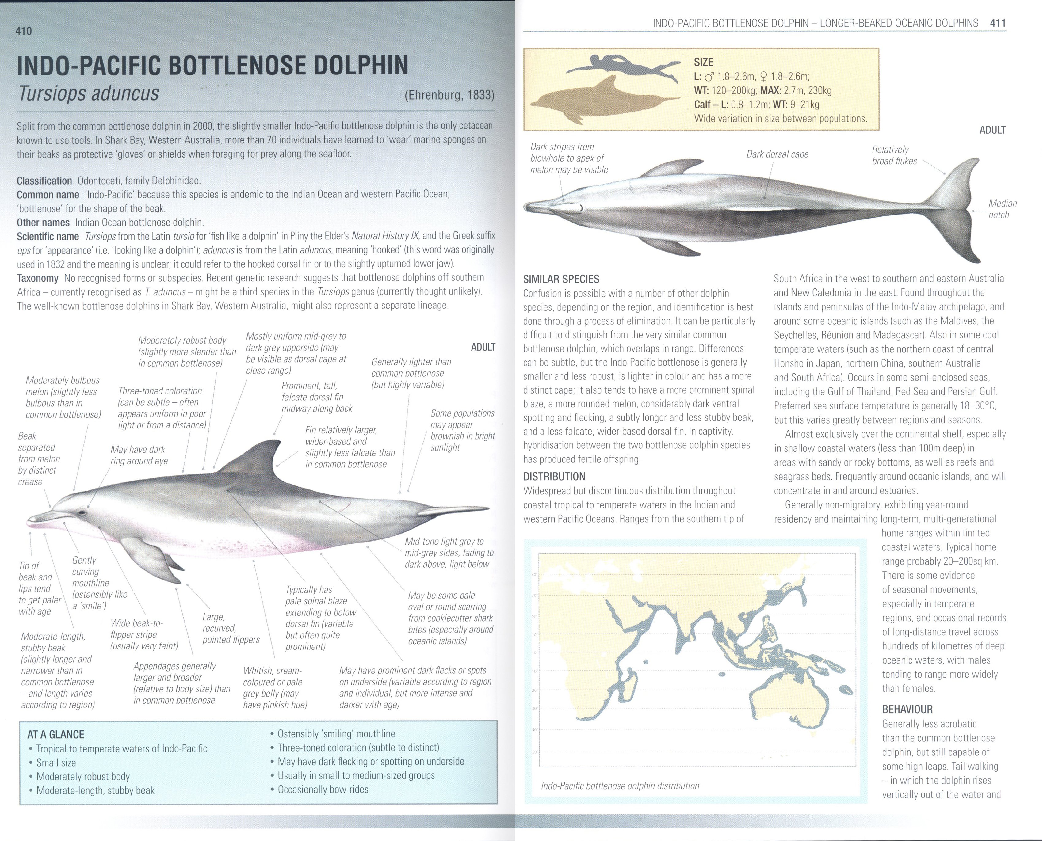 handbook of whales, dolphins and porpoises