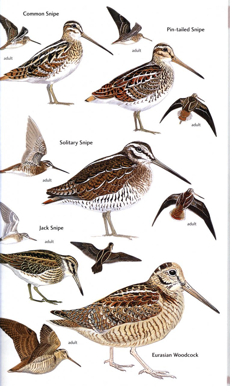 helm field guides. birds of central asia