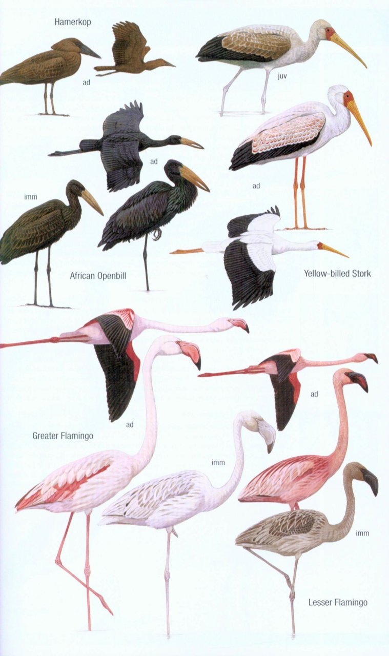 helm field guides. birds of madagascar and the indian ocean islands