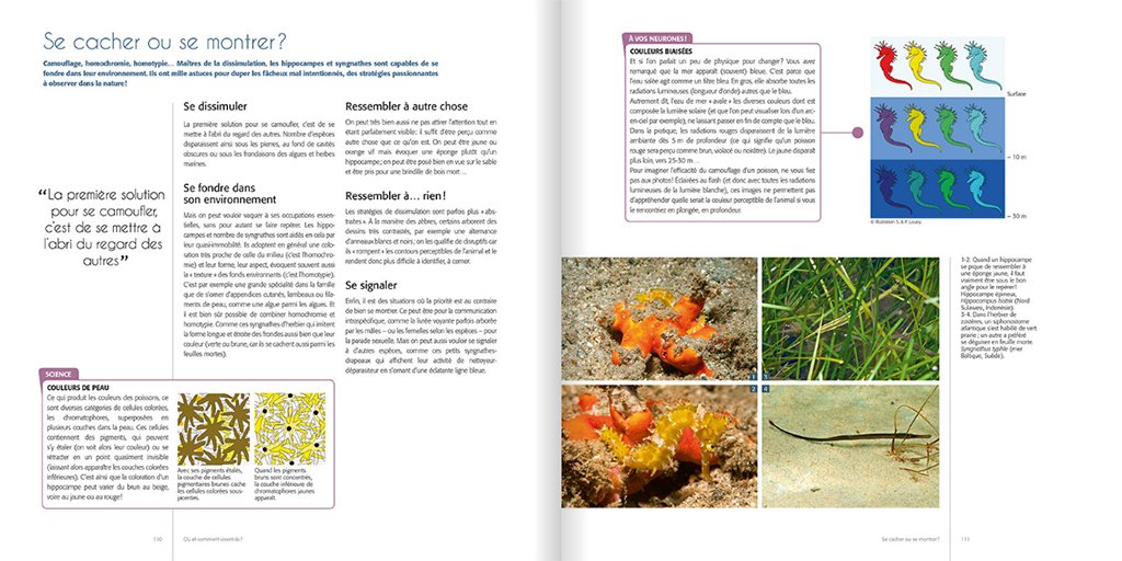 hippocampes. une famille d'excentriques