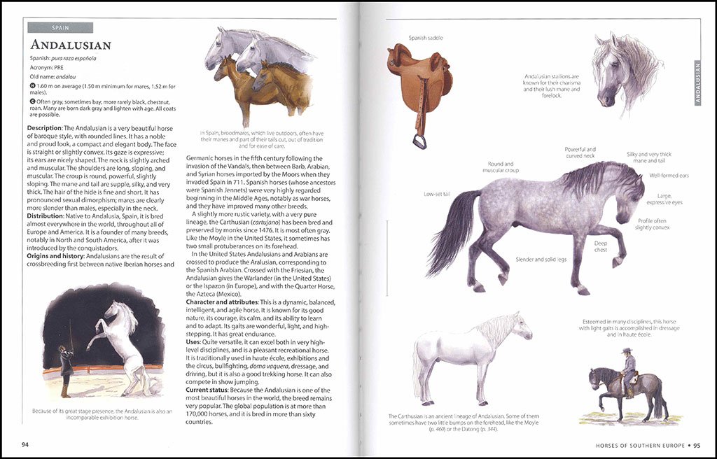 horses of the world