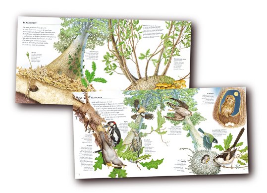 la vida al voltant d'un arbre