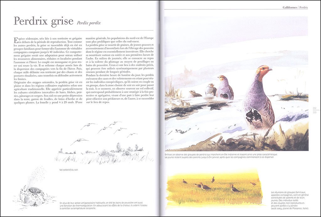le comportement des oiseaux d'europe