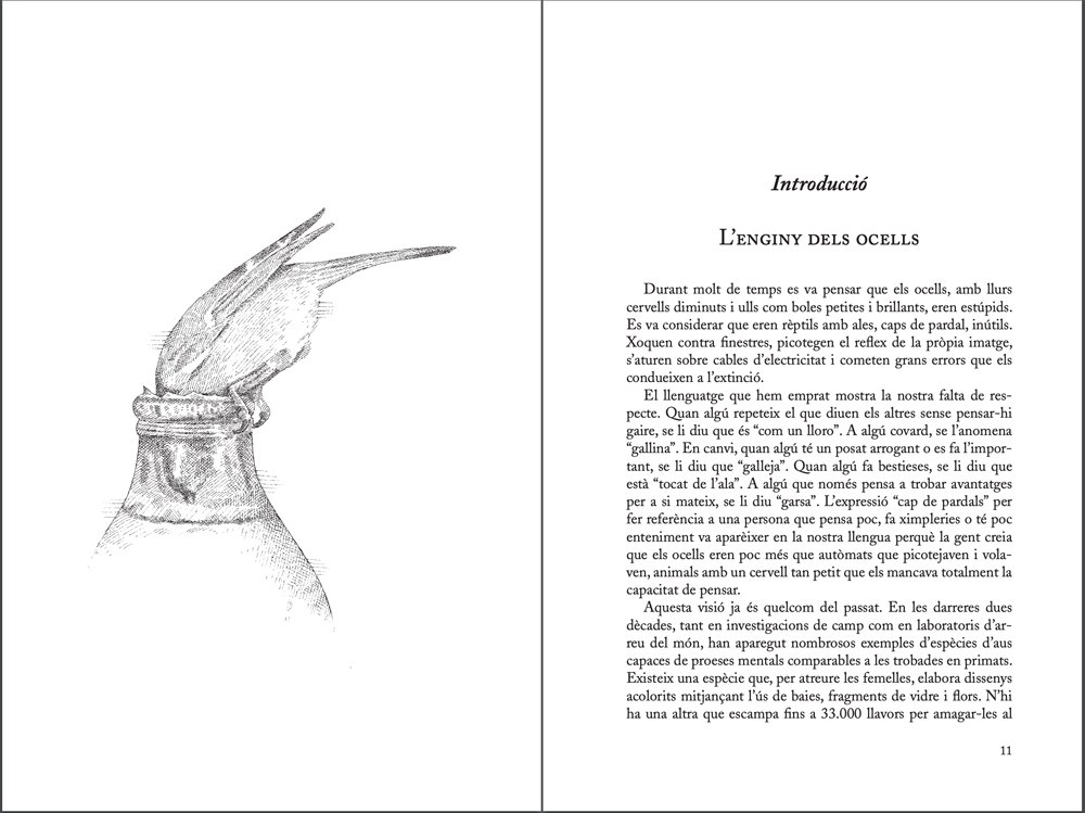 l'enginy dels ocells