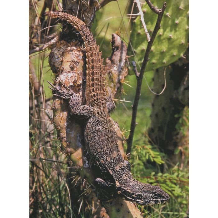 lizards of mexico part 1 iguanian lizards