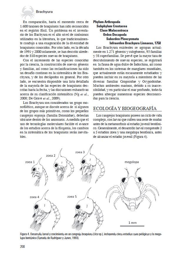 los invertebrados marinos