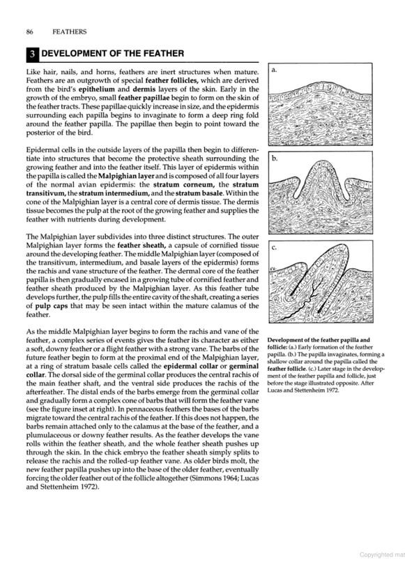 manual of ornithology: avian structure and function
