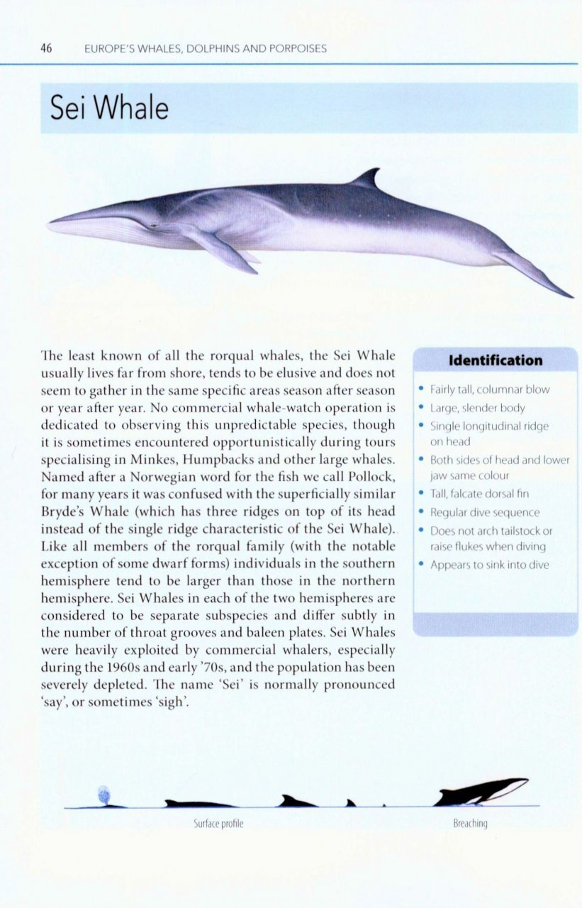 mark carwardine's guide to whale watching in britain and europe