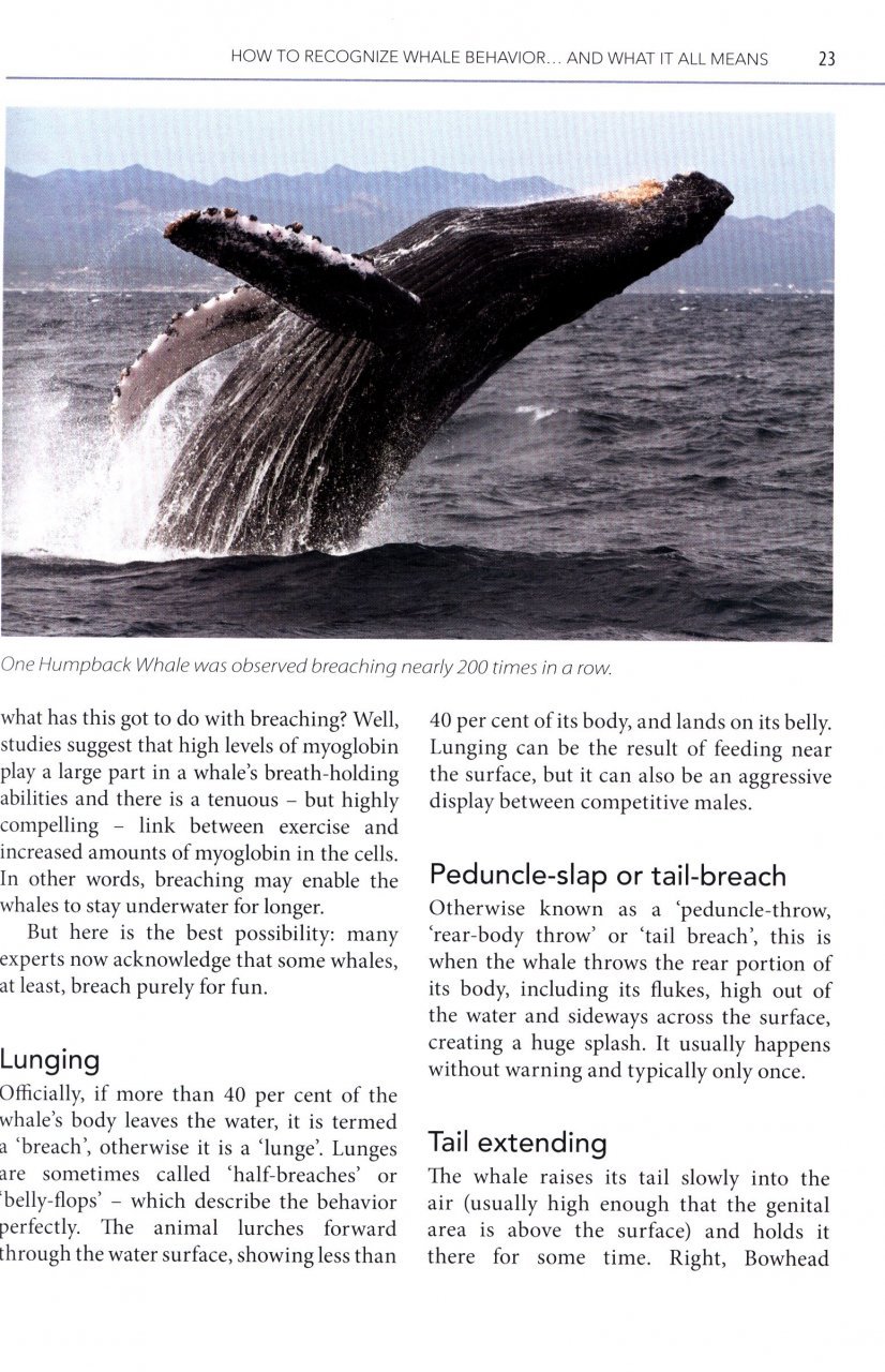 mark carwardine's guide to whale watching in north america