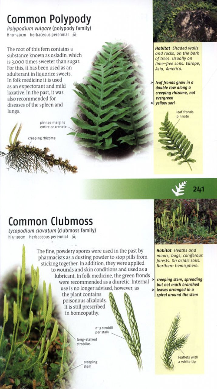 medicinal plants of britain and europe