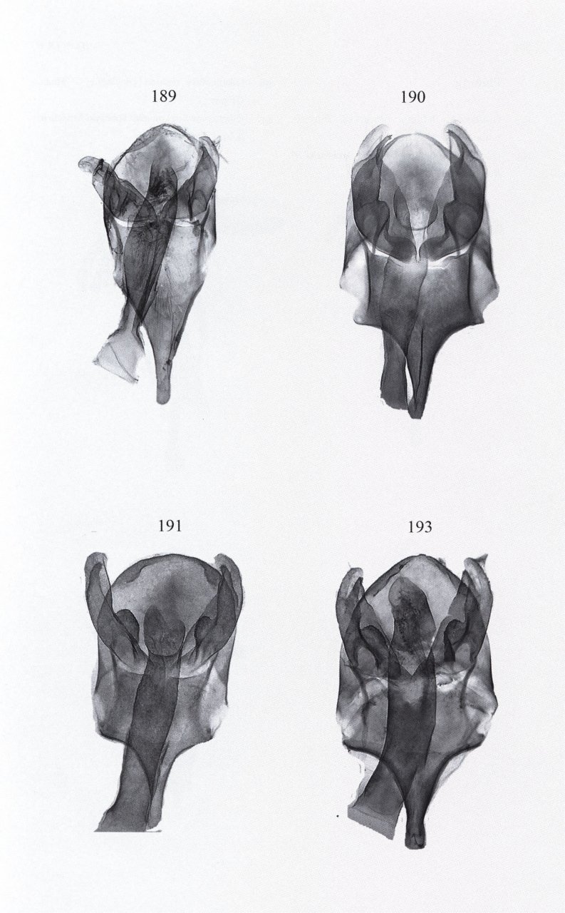 microlepidoptera of europe, volume 8 psychidae
