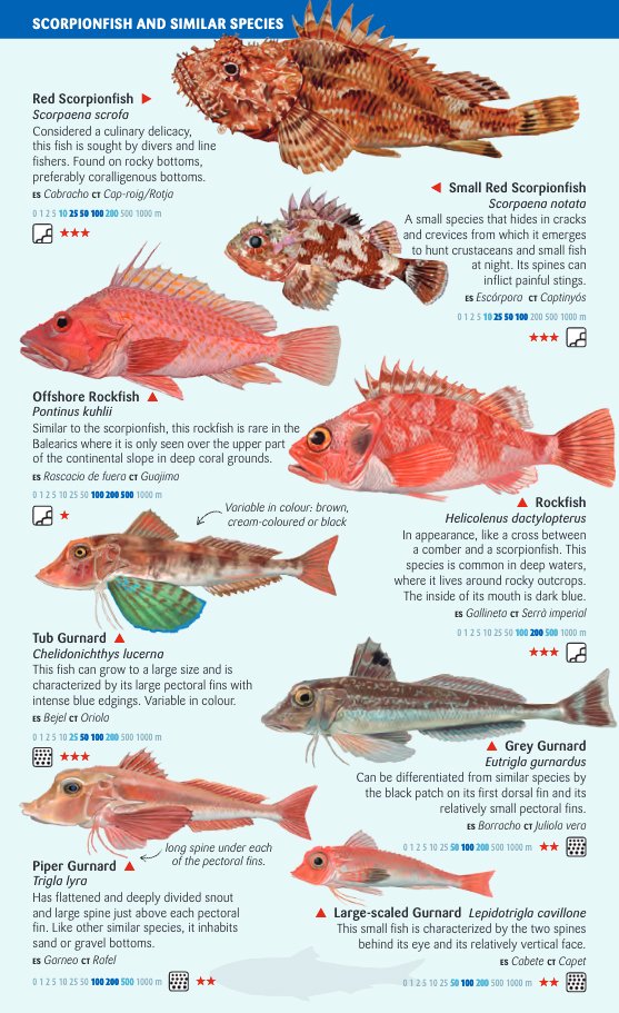 open-sea and deep-water fish of the balearic islands. sea miniguide