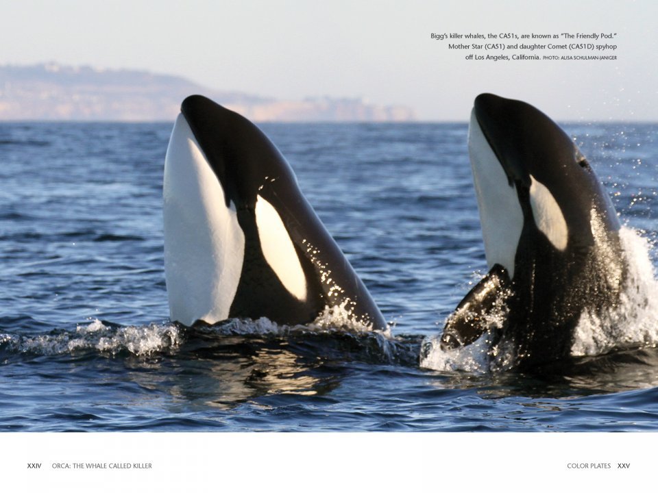orca: the whale called killer