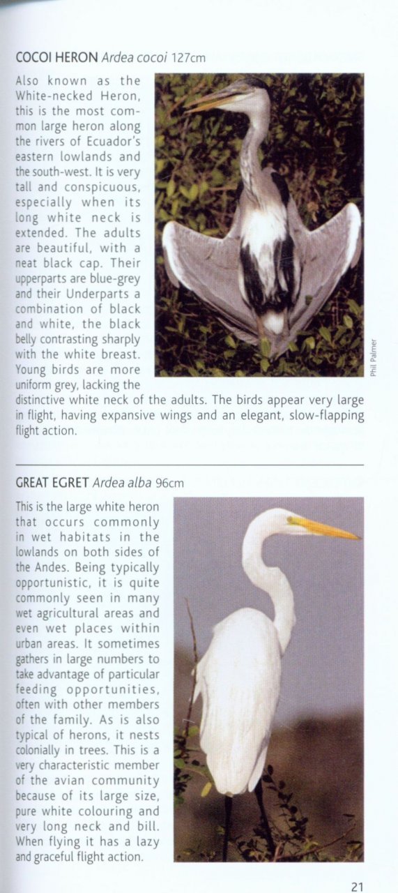 pocket photo guide to the birds of ecuador and galapagos