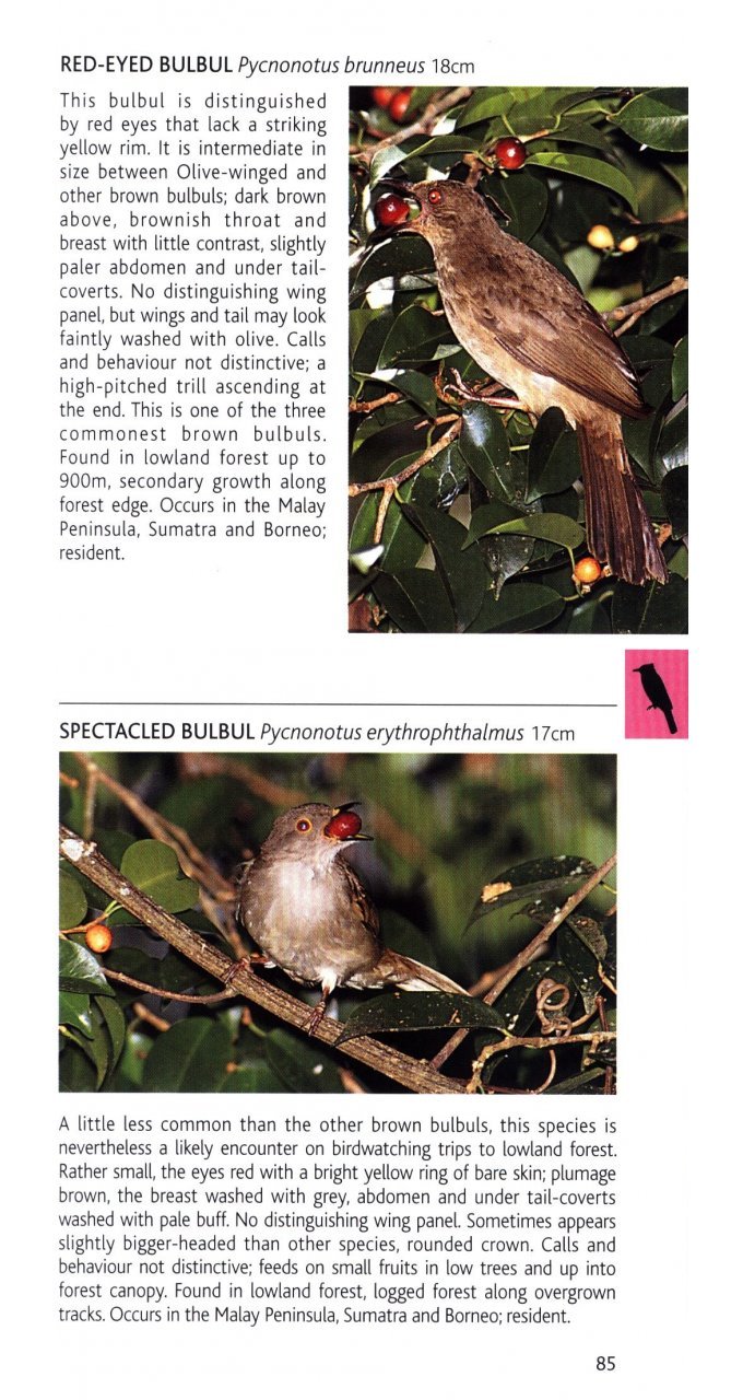 pocket photo guide to the birds of peninsular malaysia and singapore