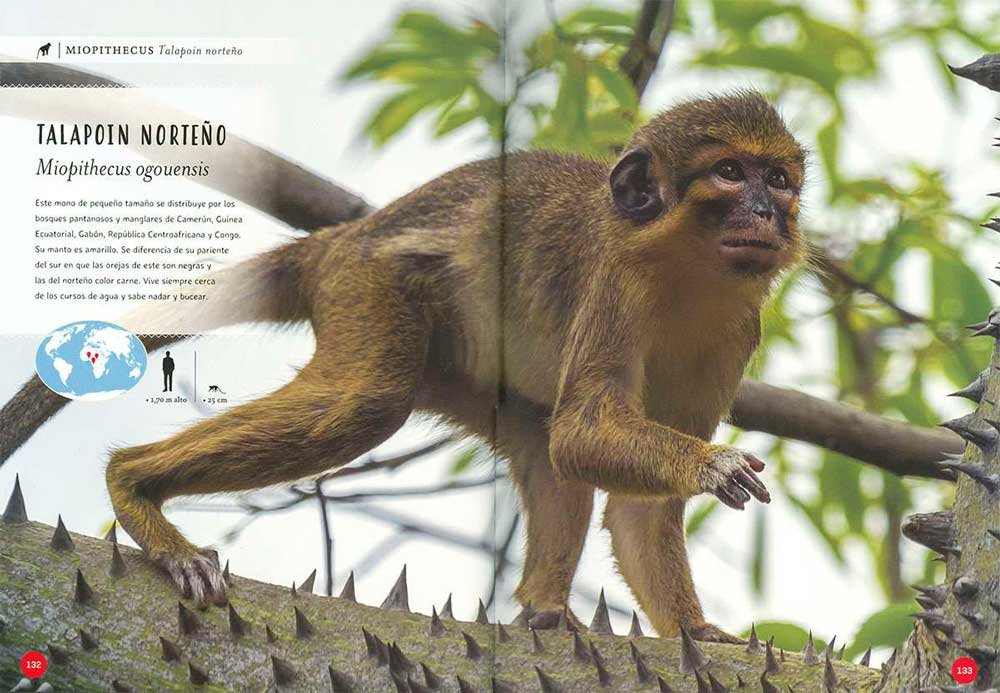 primates. tan cerca de lo humano