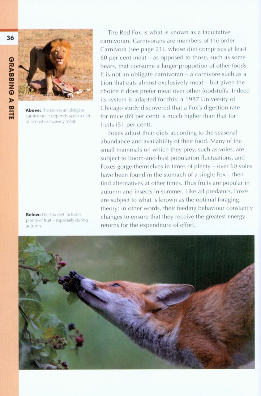 rspb spotlight: foxes