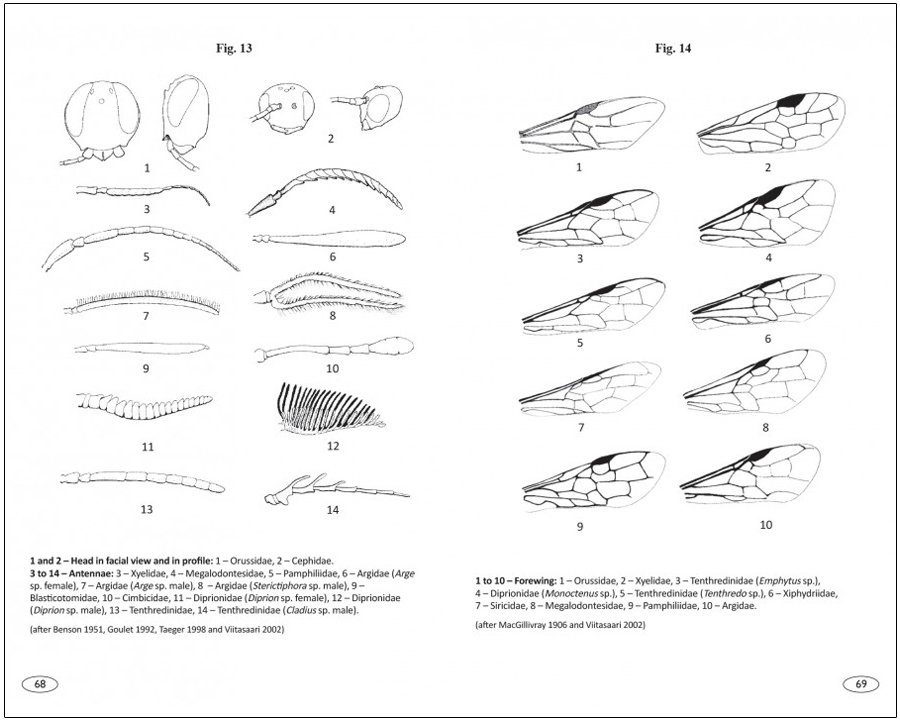 sawflies of europe. hymenoptera of europe 2