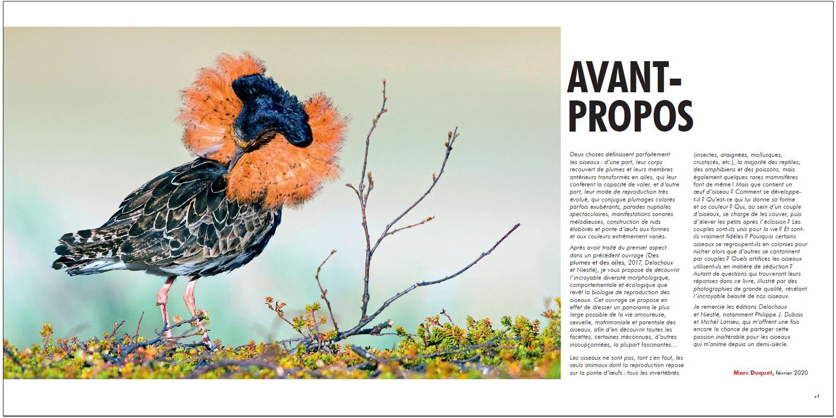 sexe et seduction chez les oiseaux