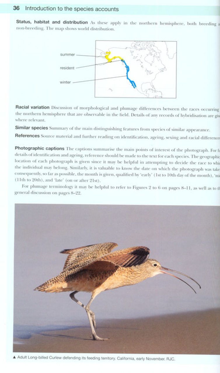 shorebirds of the northern hemisphere