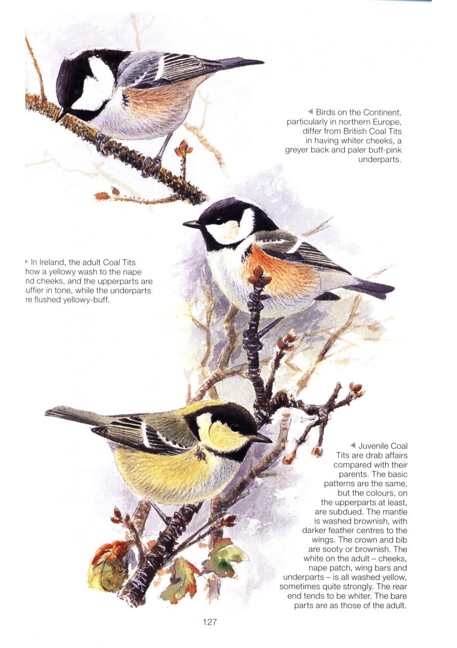 the complete garden bird book. how to identify and attract birds to your garden 2n edition