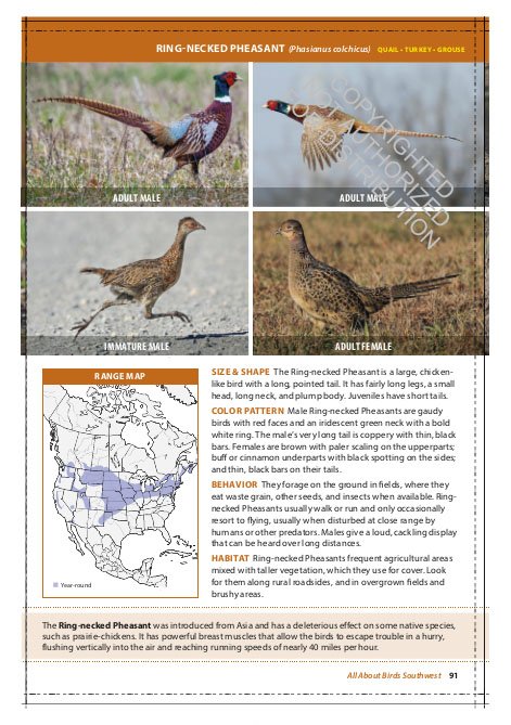the cornell lab of ornithology. regional field guide series. all about birds southwest