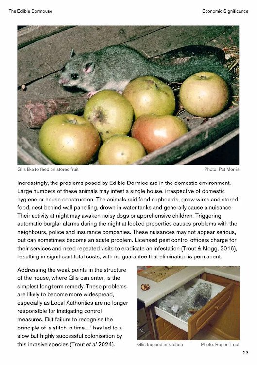the edible dormouse (glis glis)