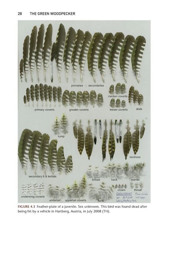 the green woodpecker. the natural & cultural history of picus viridis