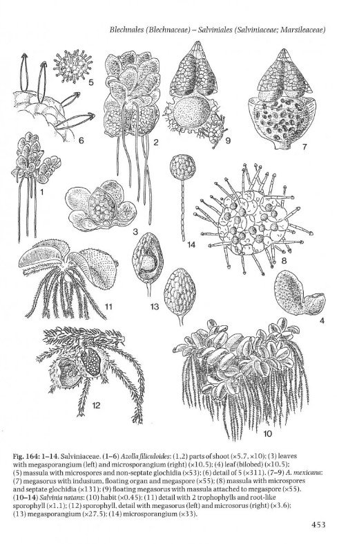 the liverworts, mosses and ferns of europe