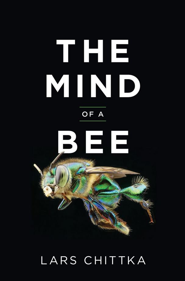 the mind of a bee