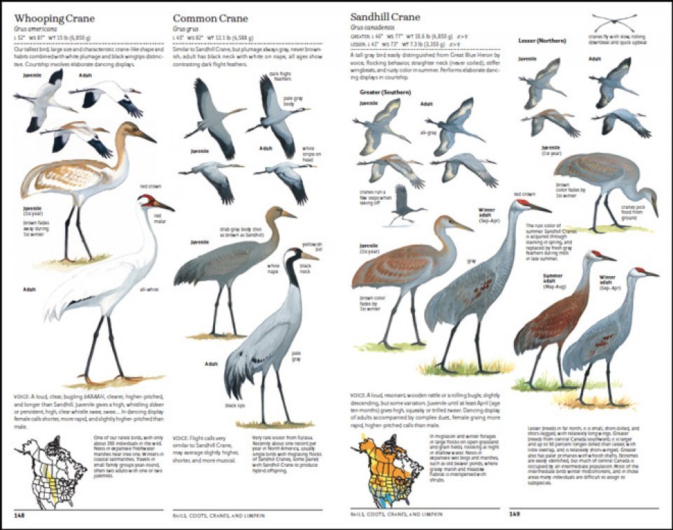 the north american bird guide. 2nd edition