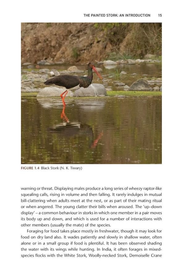 the painted stork. exploring ecology and conservation in india