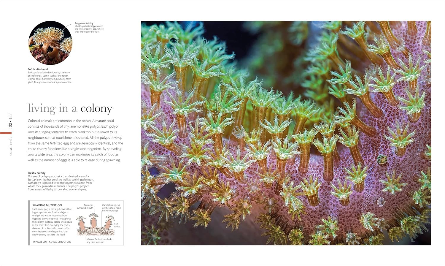 the science of the ocean. the secrets of the seas revealed