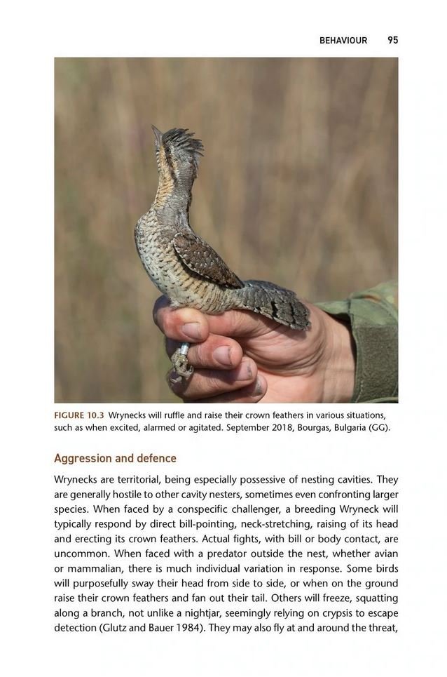 the wryneck biology, conservation and symbolism of jynx torquilla