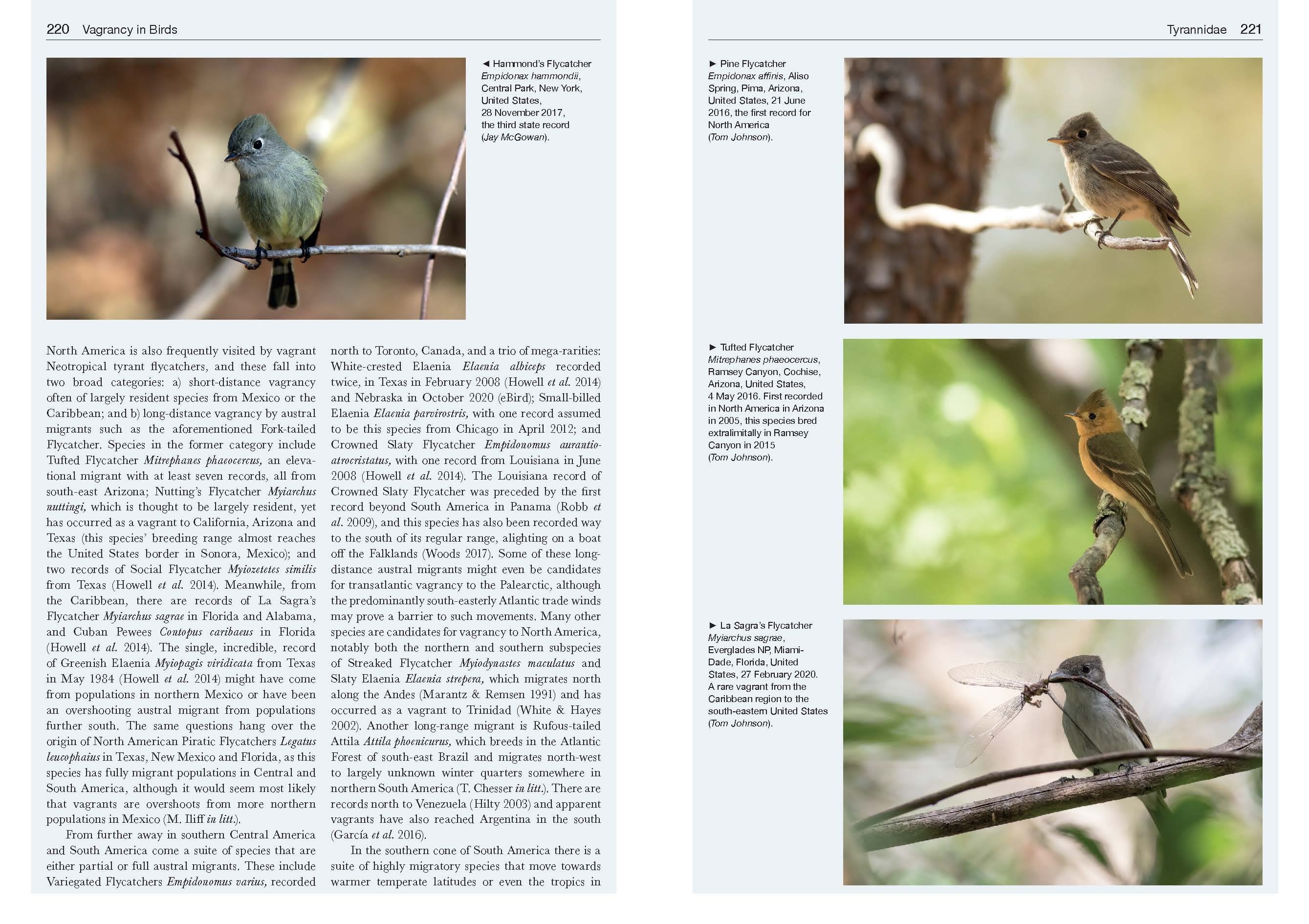 vagrancy in birds