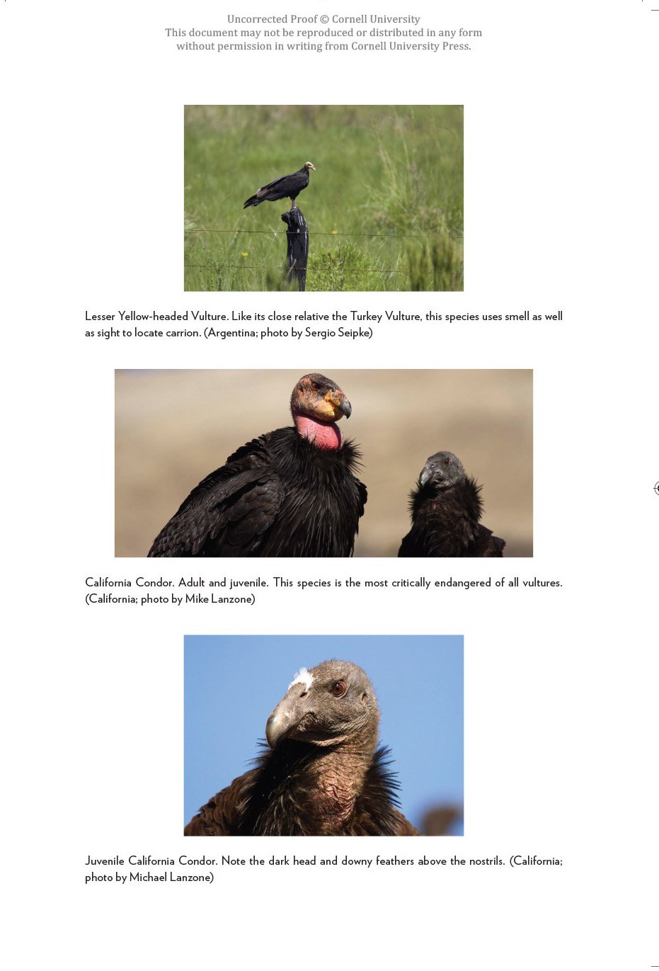 vultures of the world