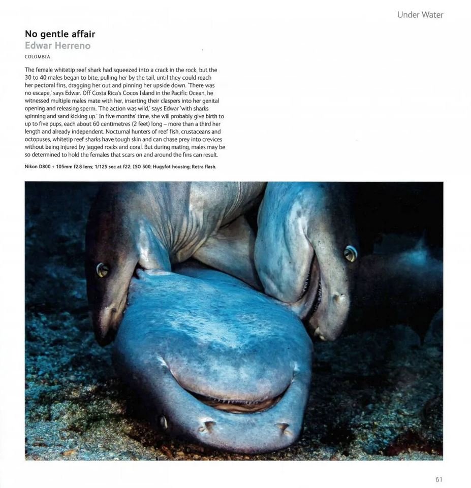wildlife photographer of the year. portfolio 31